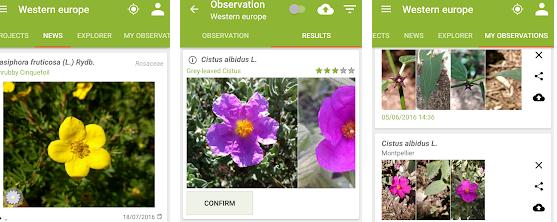 Aplicații de recunoscut plante Android sau iPhone PlantNet