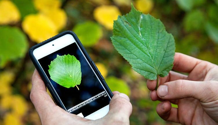 Aplicații de recunoscut plante Android sau iPhone
