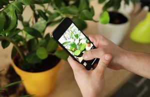 Aplicații de recunoscut plante pentru Android sau iPhone