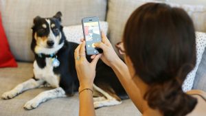 Aplicații pentru câini (căței) iPhone sau Android