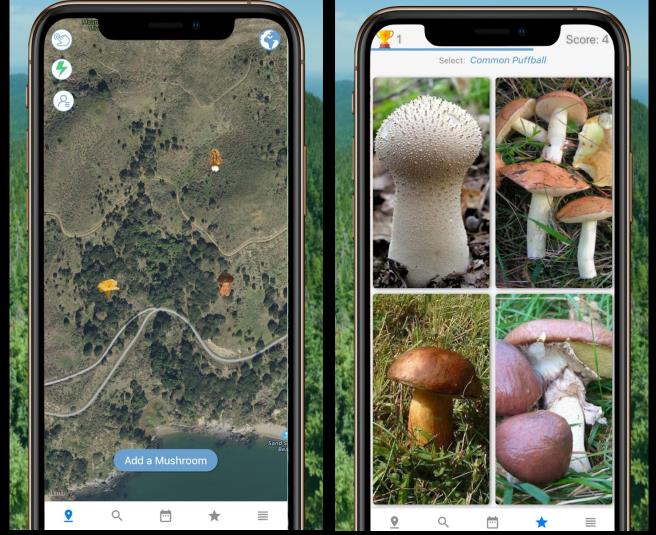 Aplicații de recunoscut ciuperci din poze