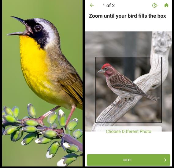 Aplicație de recunoscut păsări pe Android sau iPhone