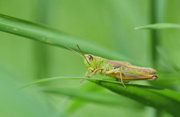 Alte aplicații pentru recunoaștere insecte din poze